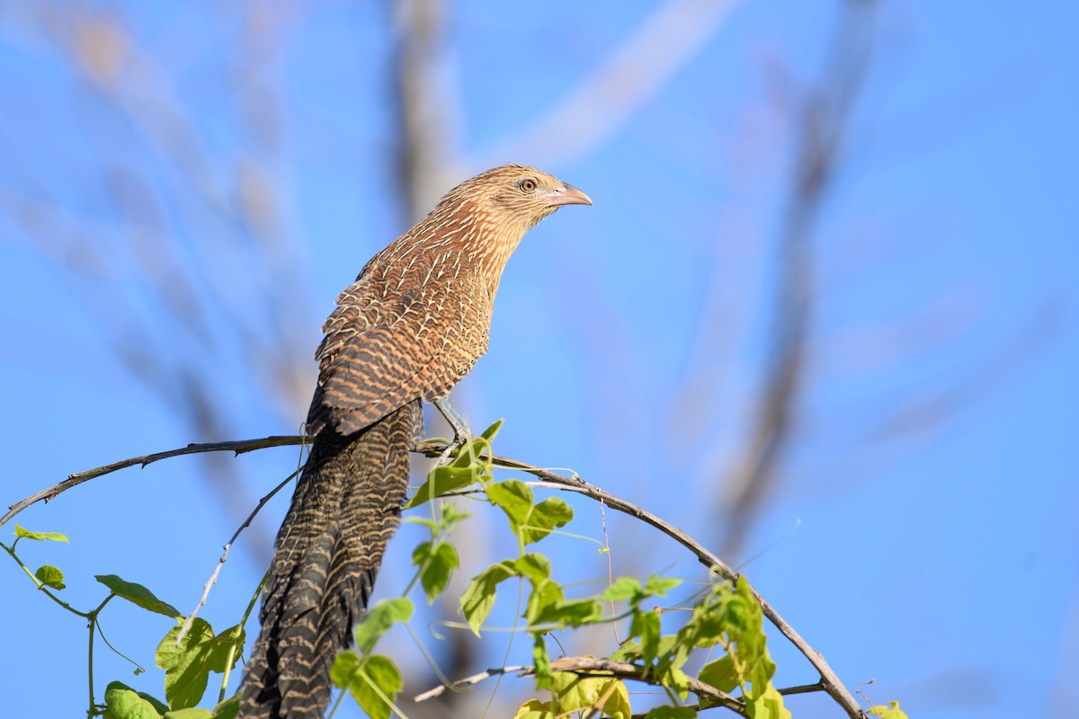 Pheasant Coucal - ML622285681