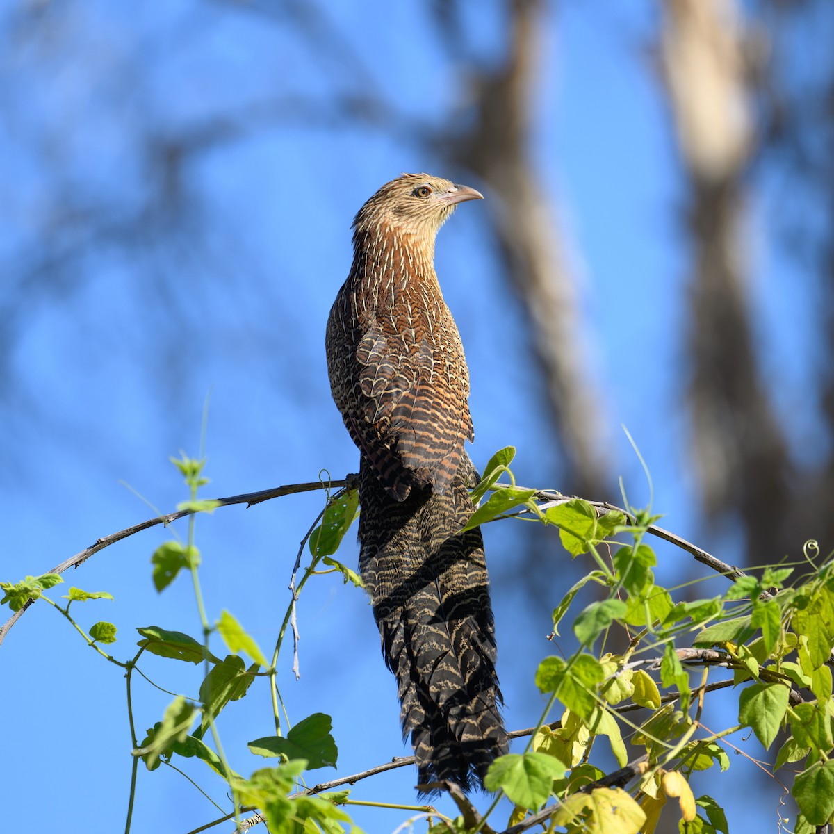 Pheasant Coucal - ML622285682