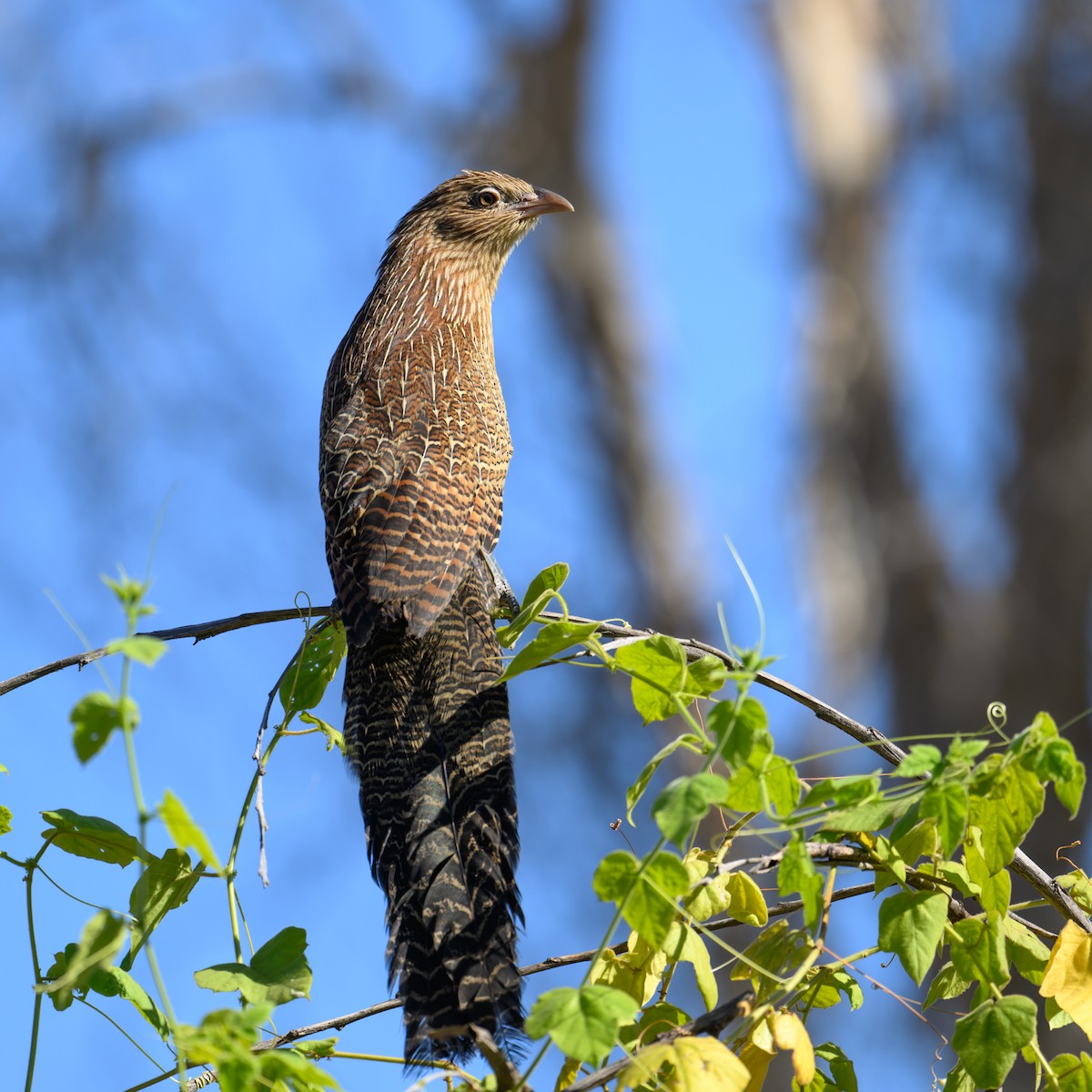 Pheasant Coucal - ML622285683