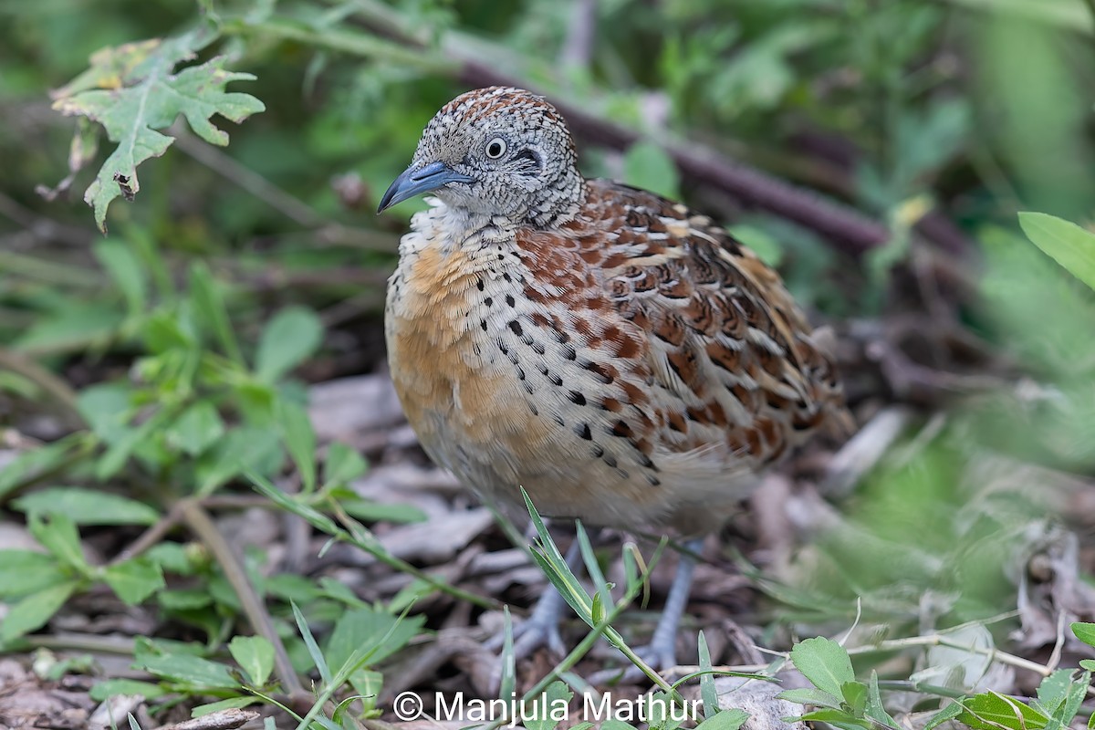 Small Buttonquail - Manjula Mathur