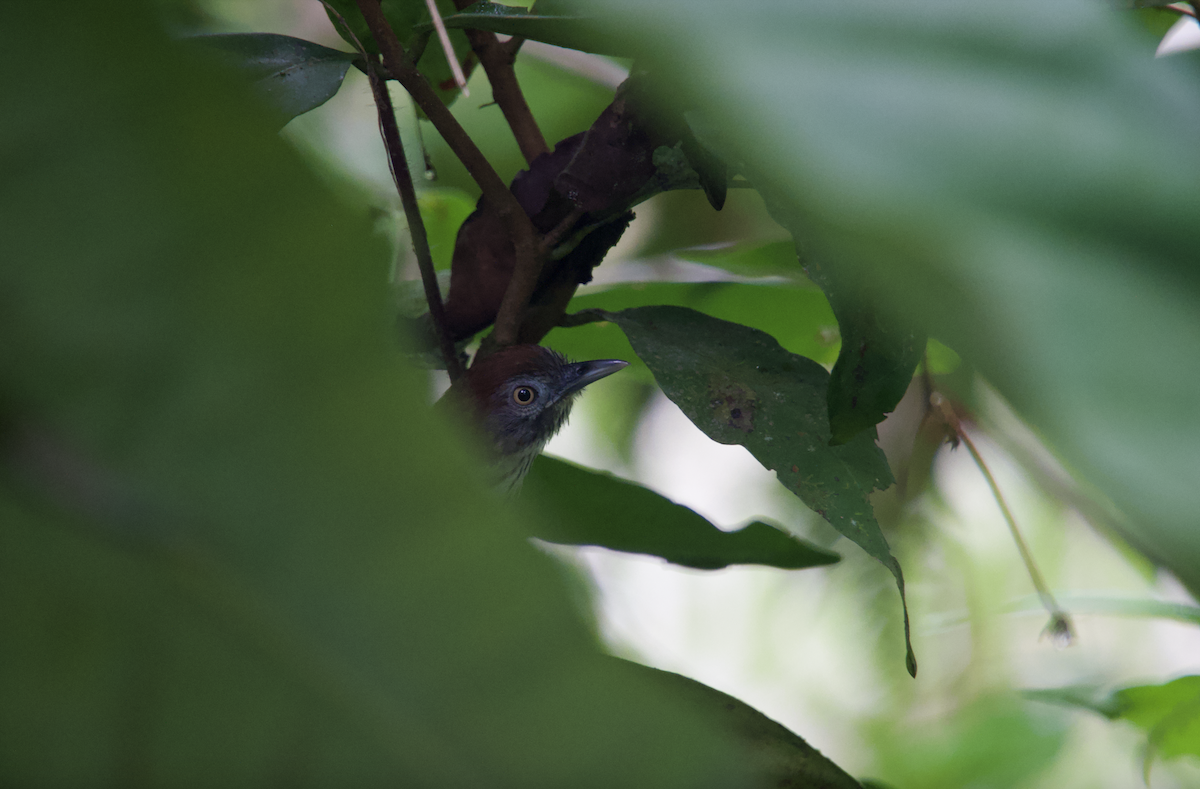 Bold-striped Tit-Babbler - ML622285735