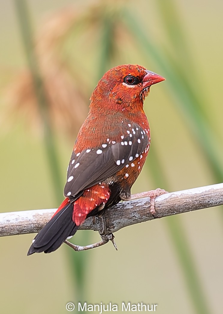 Bengalí Rojo - ML622285741