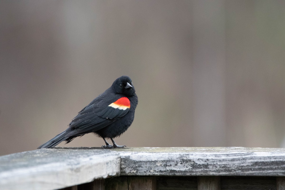 Red-winged Blackbird - ML622285746