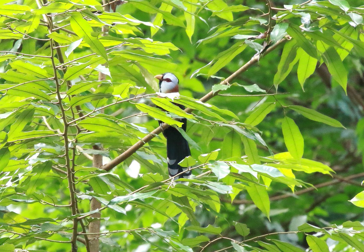 Scale-feathered Malkoha - ML622285771