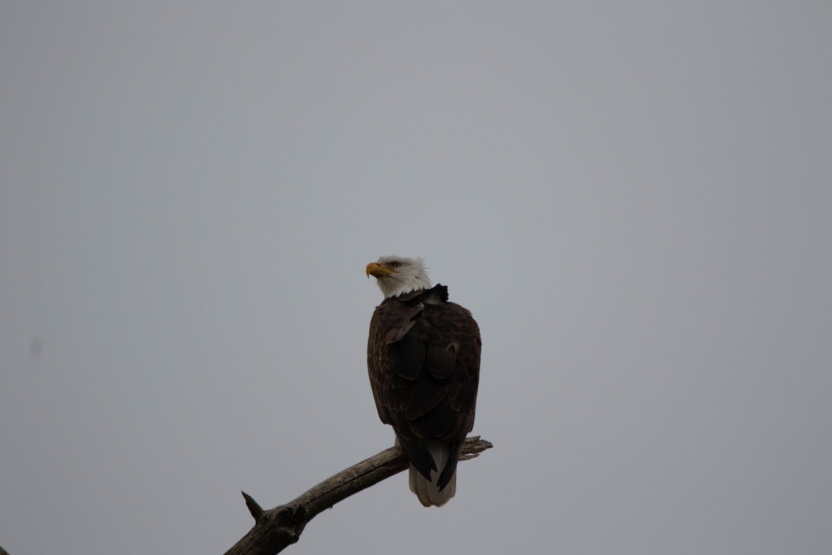 Bald Eagle - ML622285789