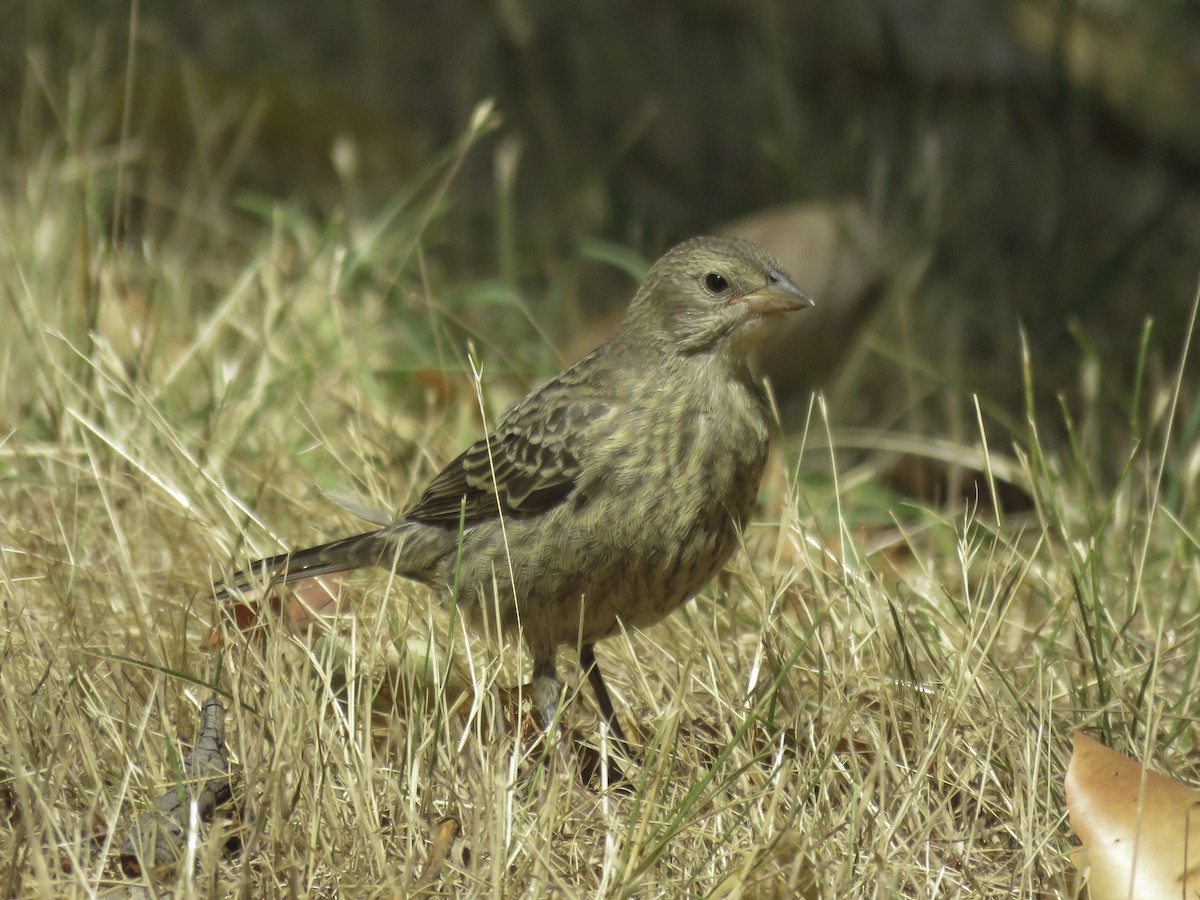 Brown-headed Cowbird - ML622285795