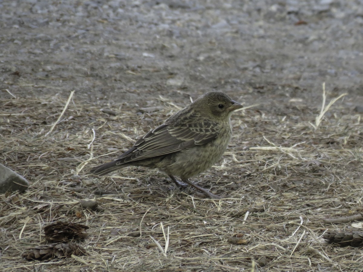 Brown-headed Cowbird - Sebastián Pardo