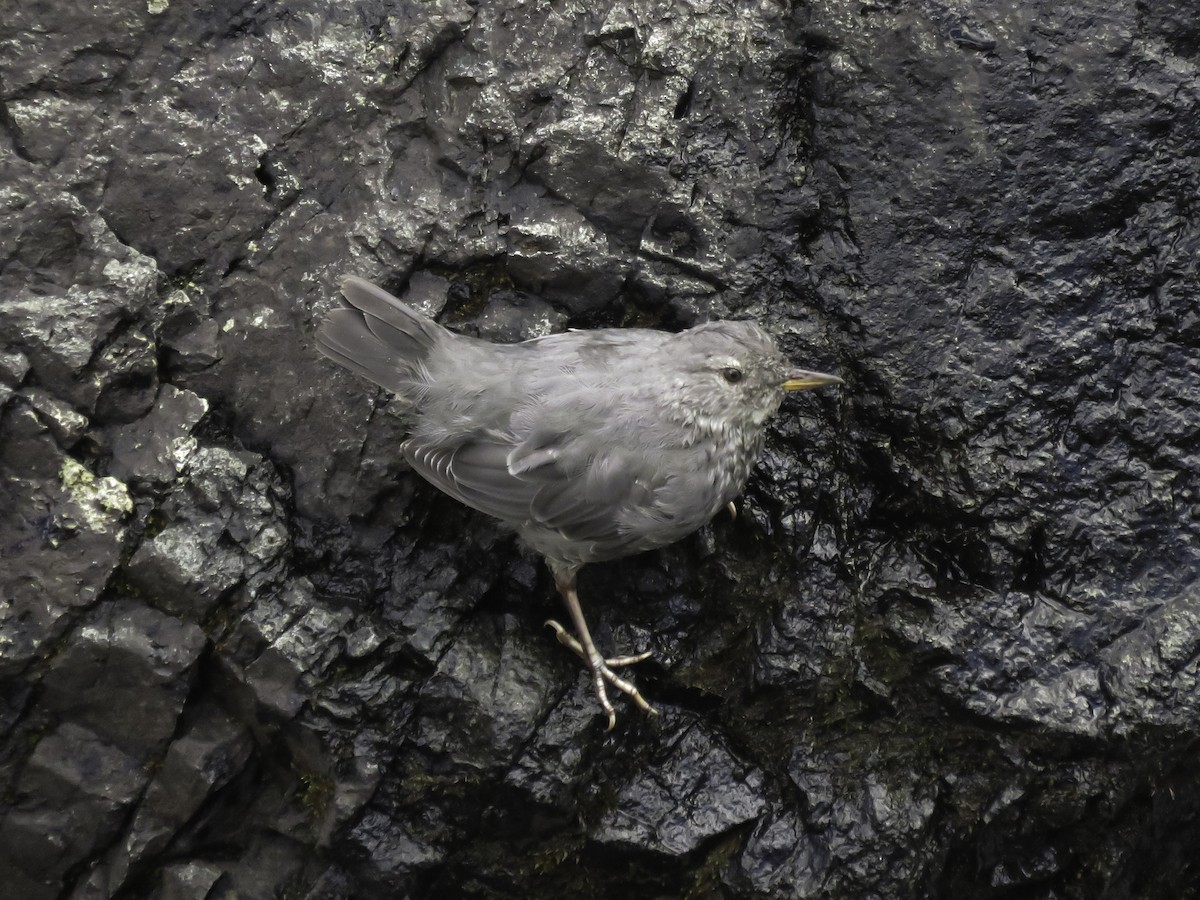 American Dipper - ML622285812