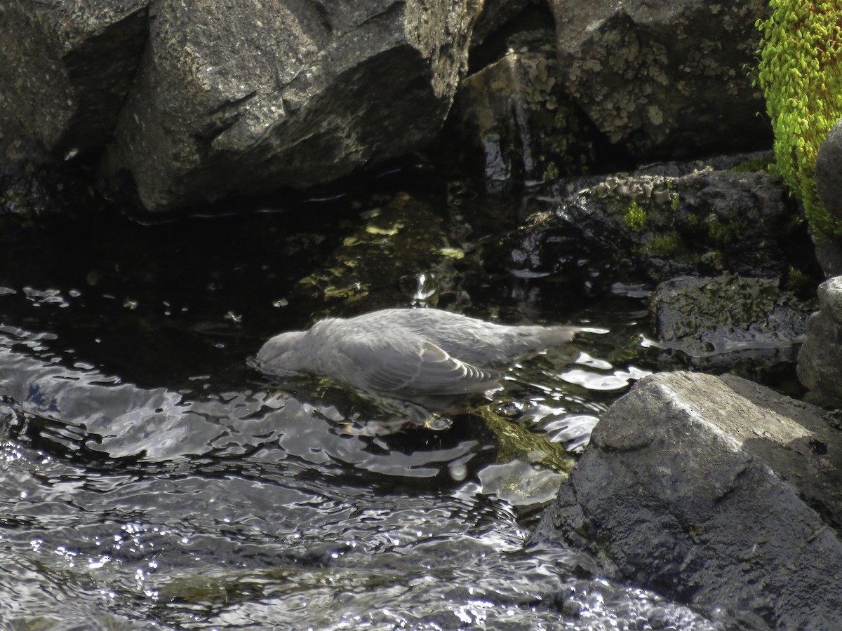 American Dipper - ML622285815