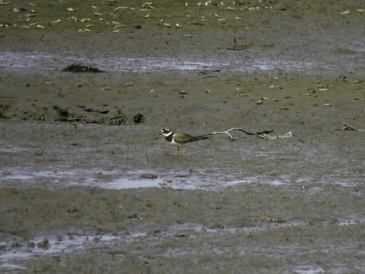 Txirritxo handia - ML622285817