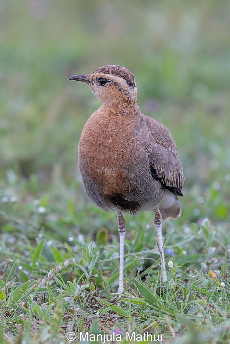 Indian Courser - Manjula Mathur