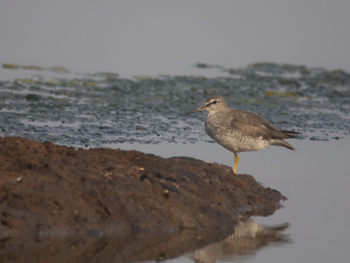 Gray-tailed Tattler - ML622285836