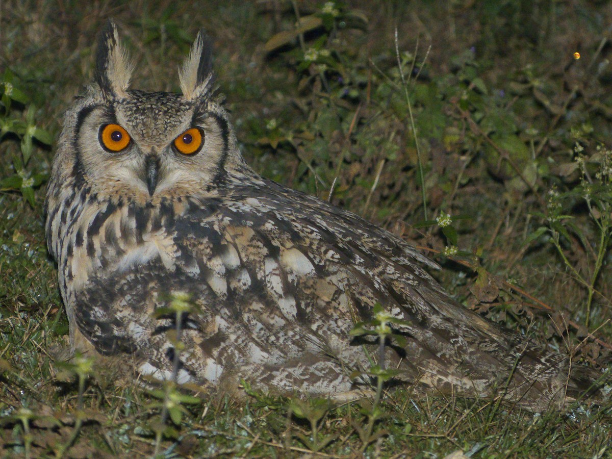 Rock Eagle-Owl - Supratim Mukherjee