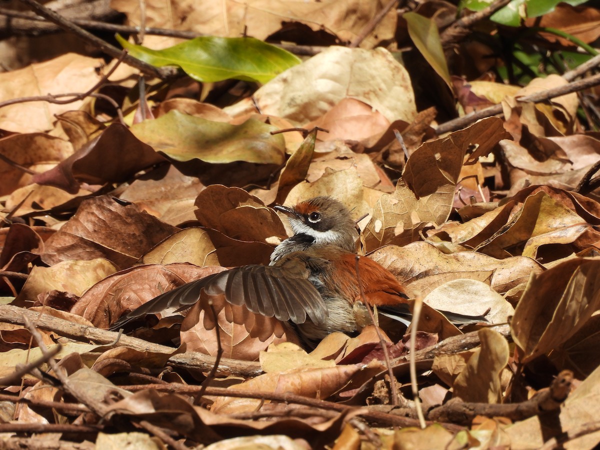 Arafura Fantail - ML622285859