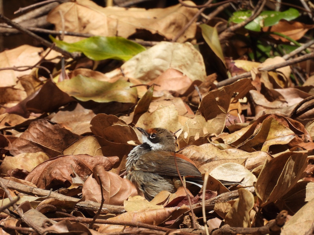 Arafura Fantail - Chanith Wijeratne