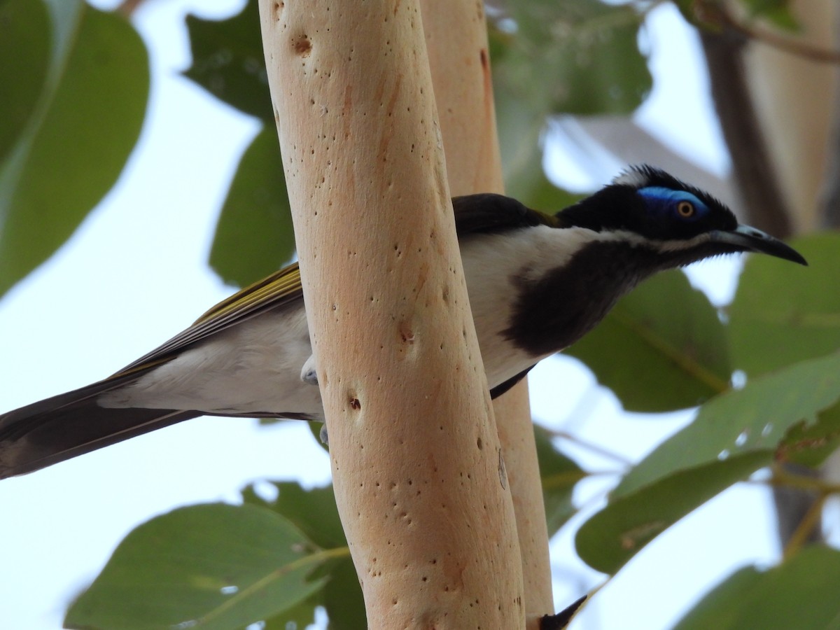 Blue-faced Honeyeater - ML622285879