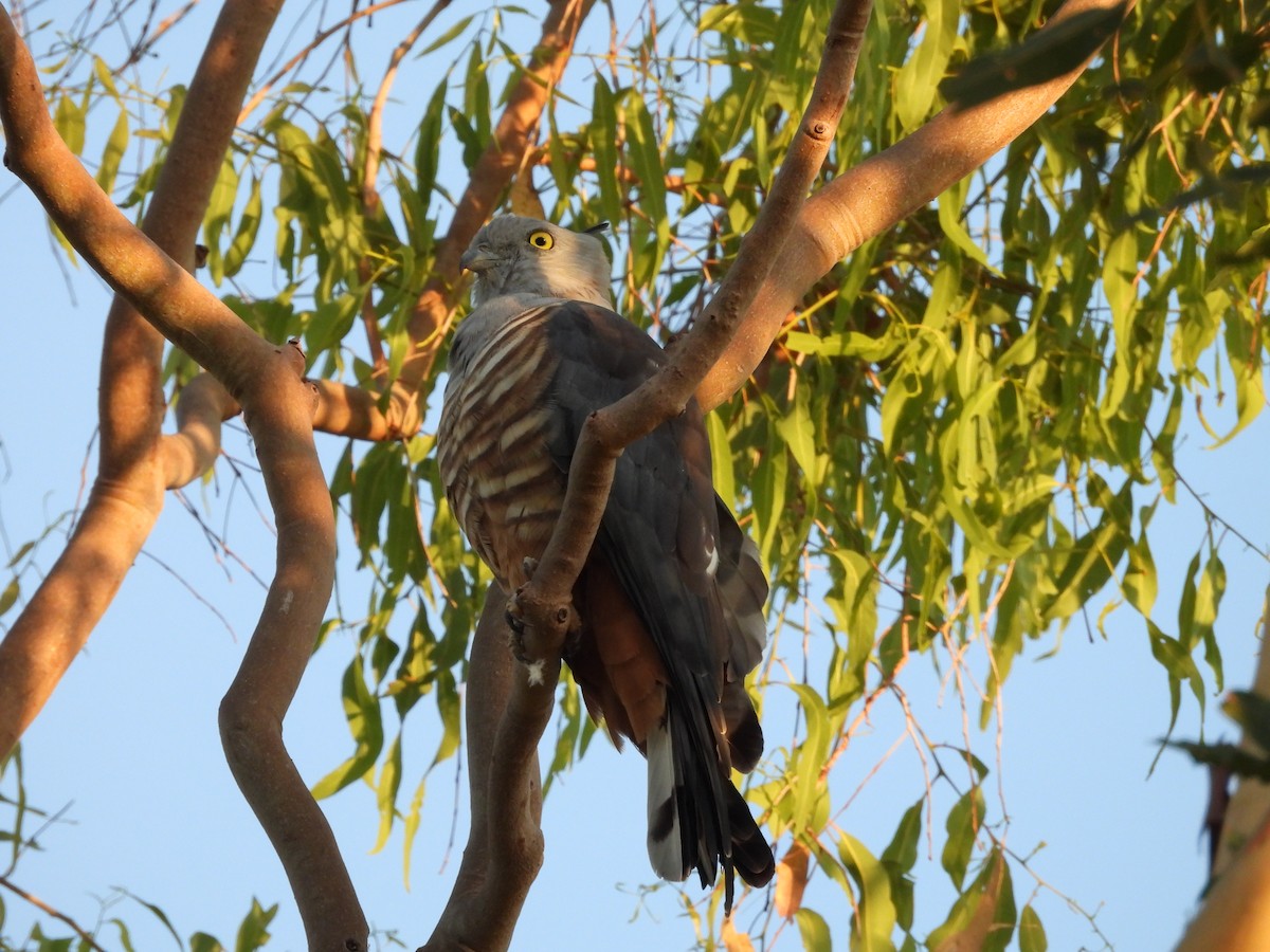 Pacific Baza - ML622285883