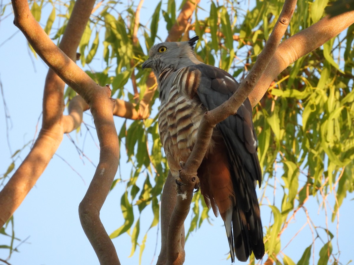 Pacific Baza - ML622285884