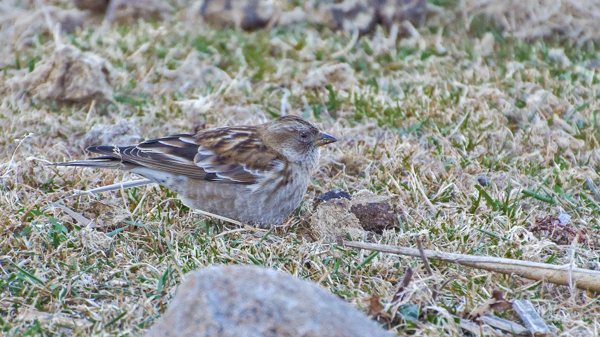 brunfjellfink - ML622285895