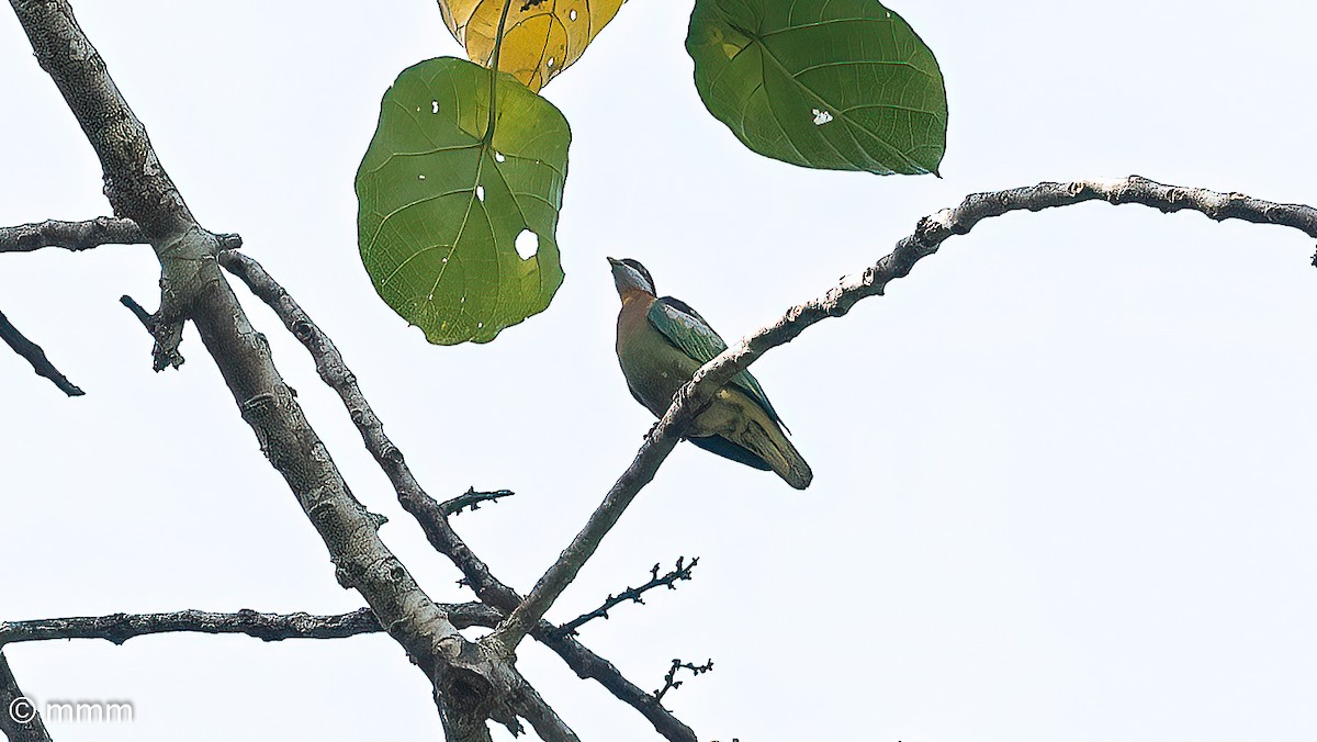 Ornate Fruit-Dove (Western) - ML622285912