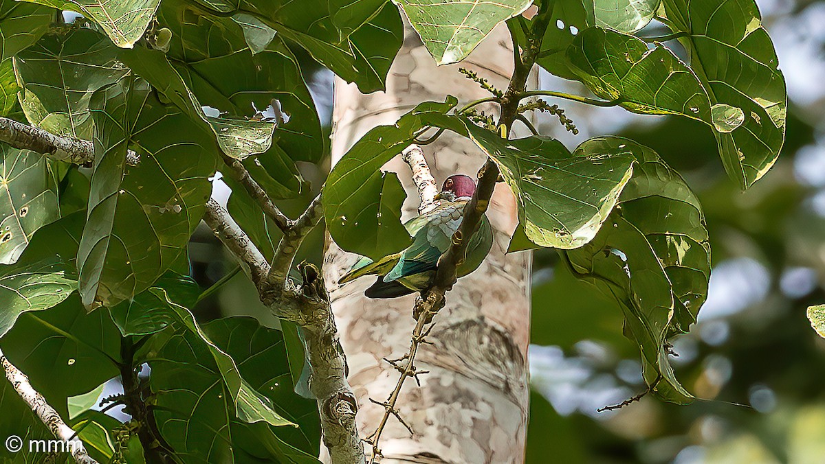 holub zdobený (ssp. ornatus) - ML622285913