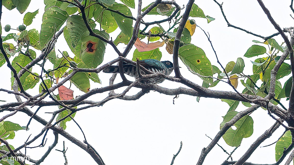 White-eared Bronze-Cuckoo - ML622285922