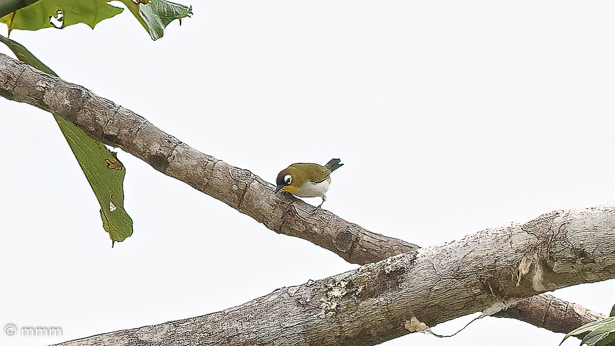 Black-fronted White-eye - ML622285961