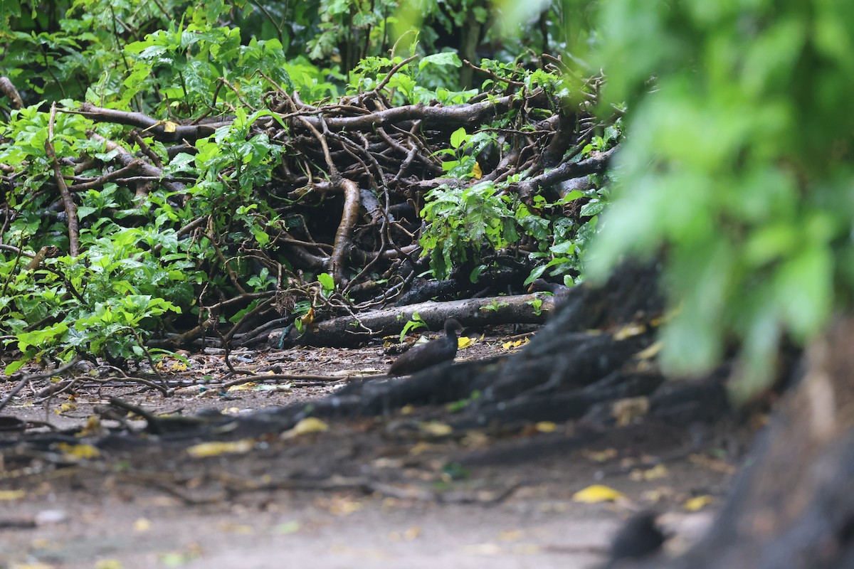 Melanesian Megapode - ML622286158