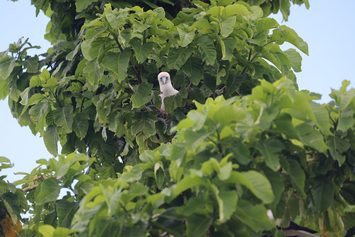 Red-footed Booby - ML622286160