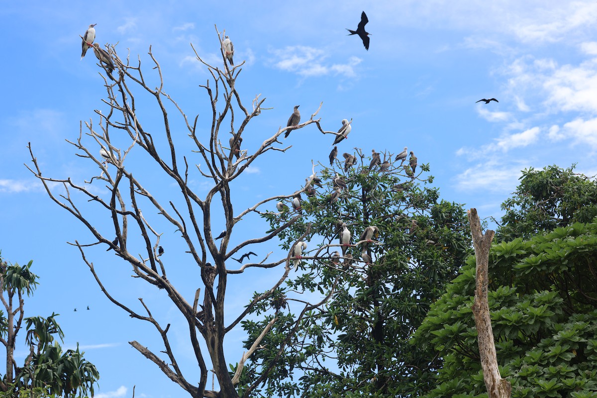 Red-footed Booby - ML622286161