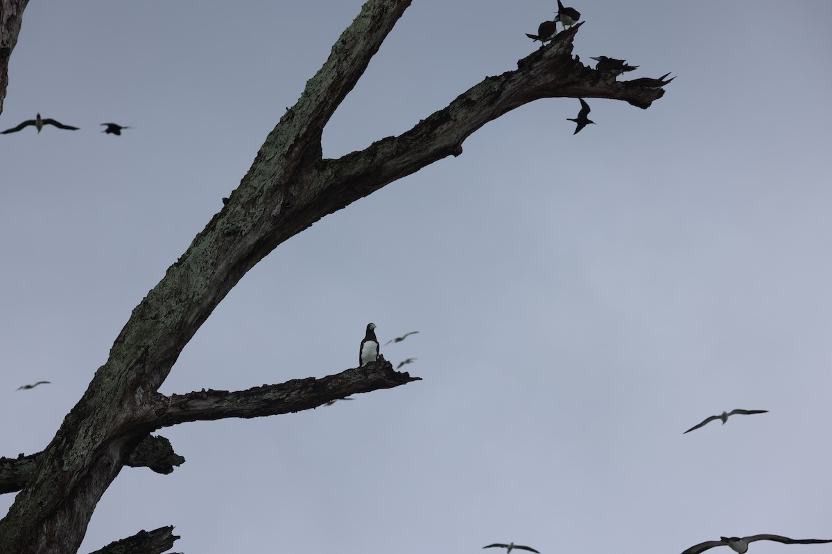 Brown Booby - ML622286162