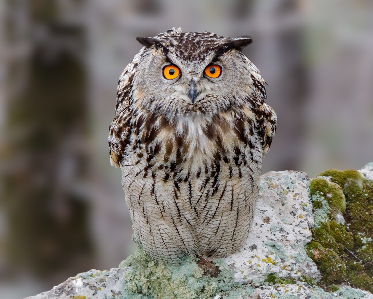 Eurasian Eagle-Owl - Ömer Kilit