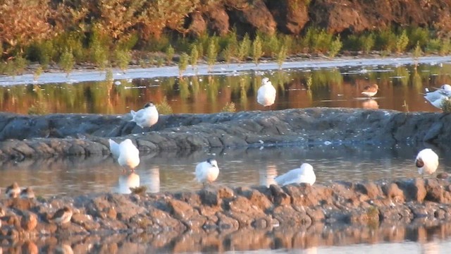 Sandwich Tern - ML622286364