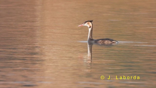 Great Crested Grebe - ML622286469