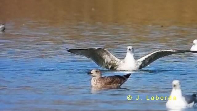 Yellow-legged Gull - ML622286476