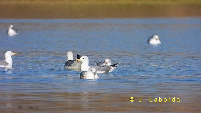 Yellow-legged Gull - ML622286477