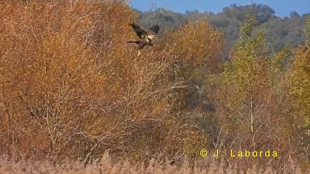 Western Marsh Harrier - ML622286478