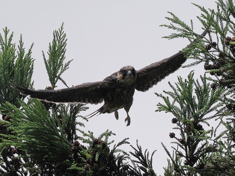 Eurasian Hobby - Osamu Murakami