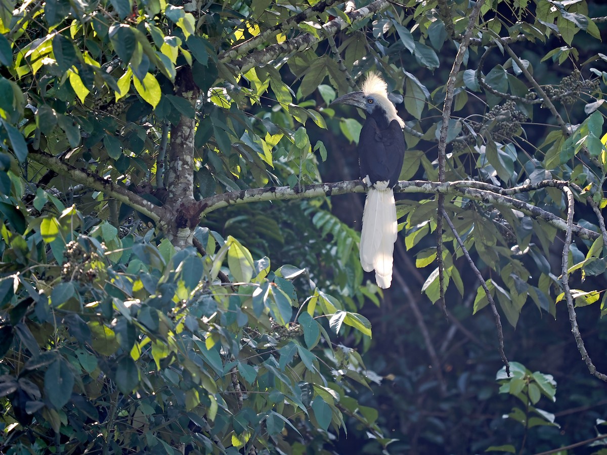 White-crowned Hornbill - ML622286563