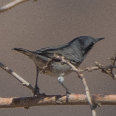 סבכי חורש - ML622287007