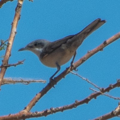 Fauvette orphéane - ML622287009