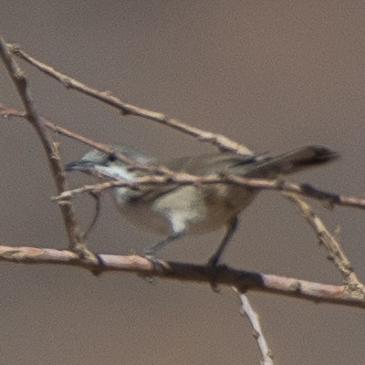 Fauvette orphéane - ML622287012