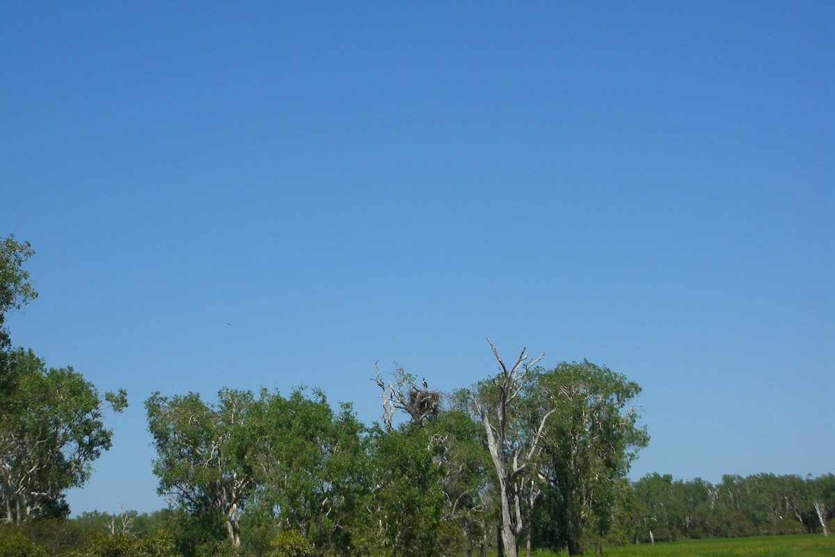 Black-necked Stork - ML622287049