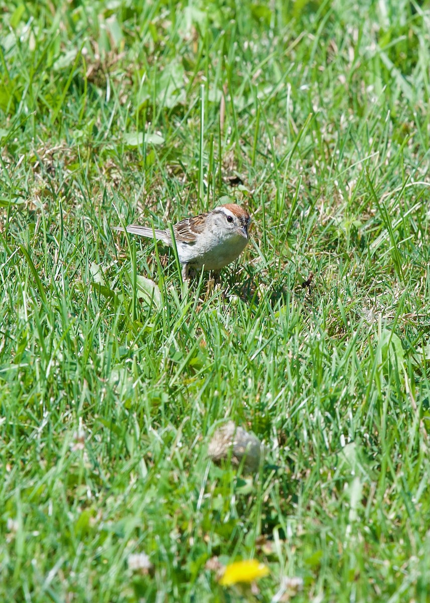 Chipping Sparrow - Jon Cefus