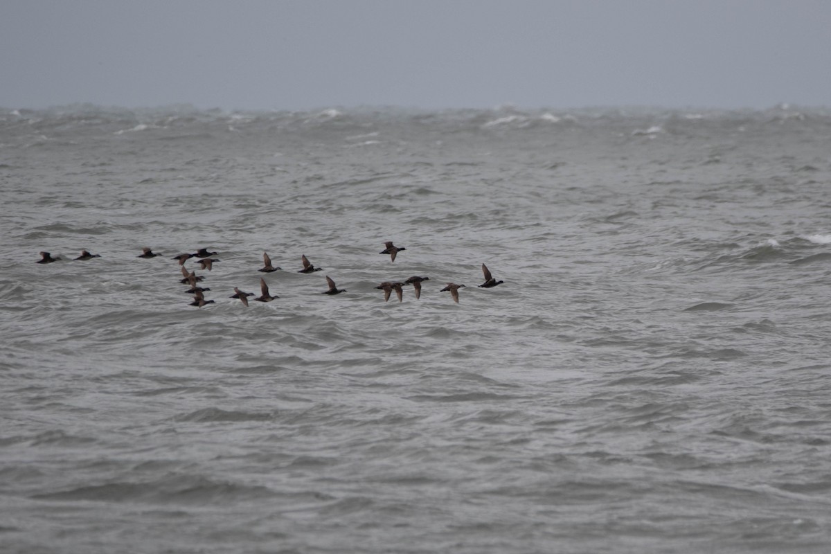 Black Scoter - ML622287086