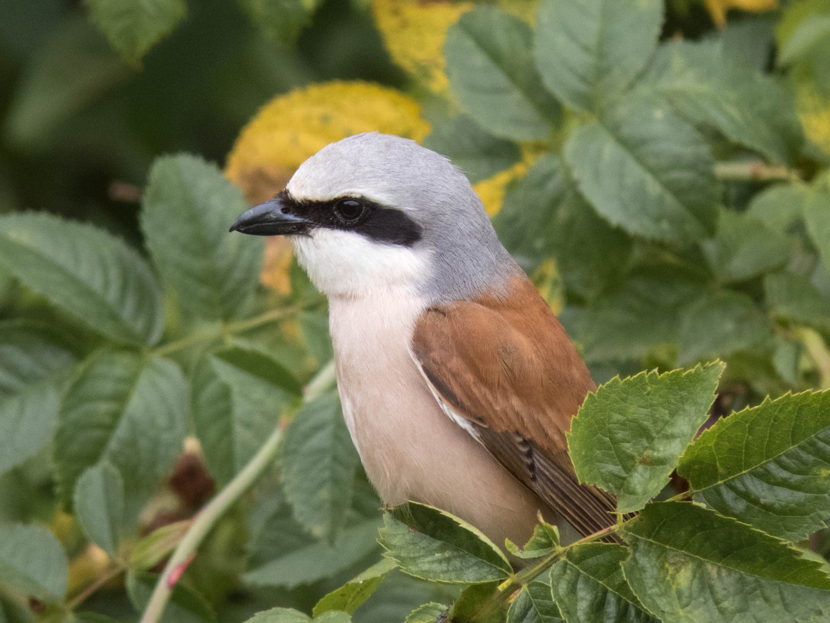 Red-backed Shrike - ML622287165