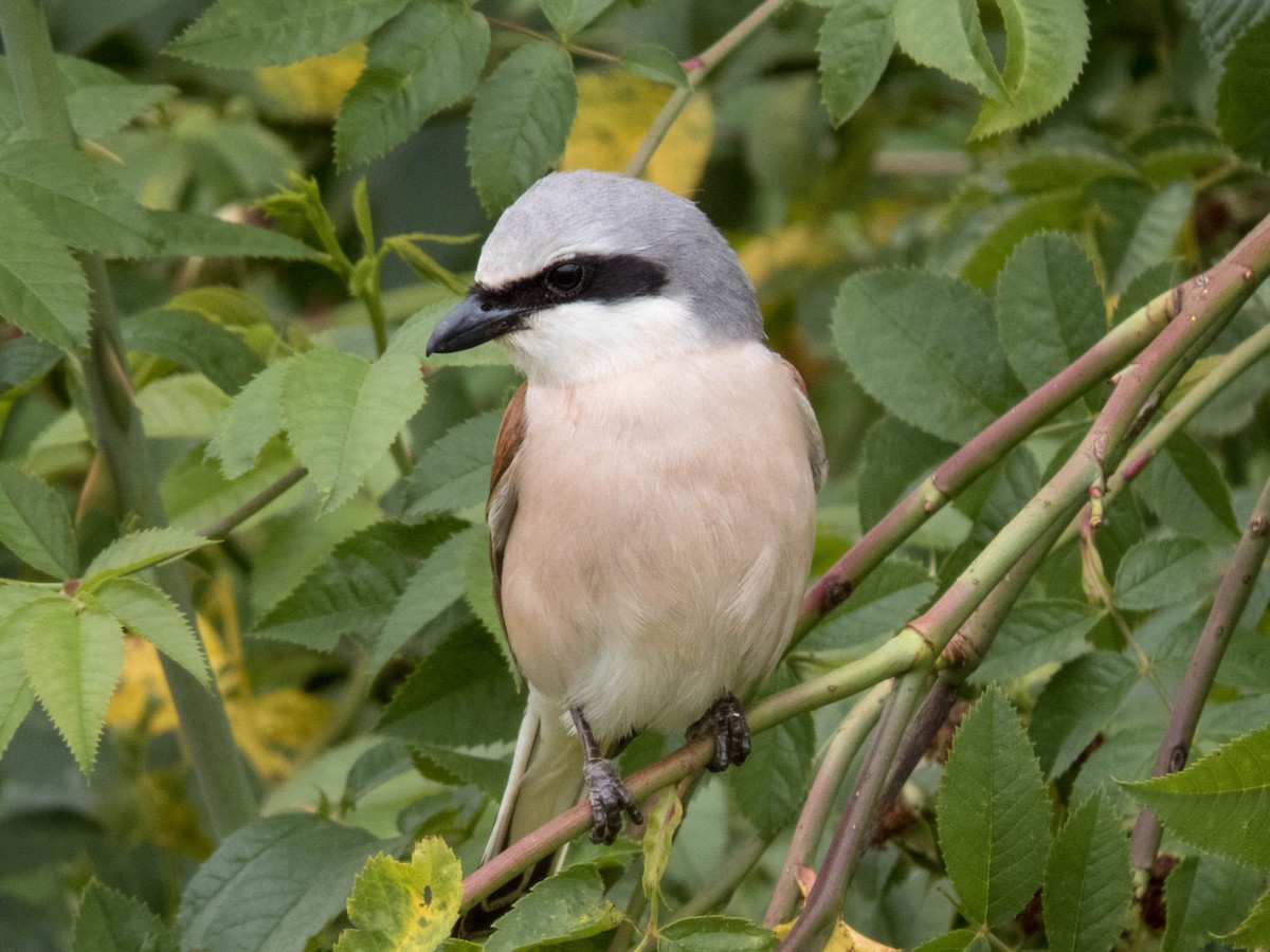 Red-backed Shrike - ML622287166