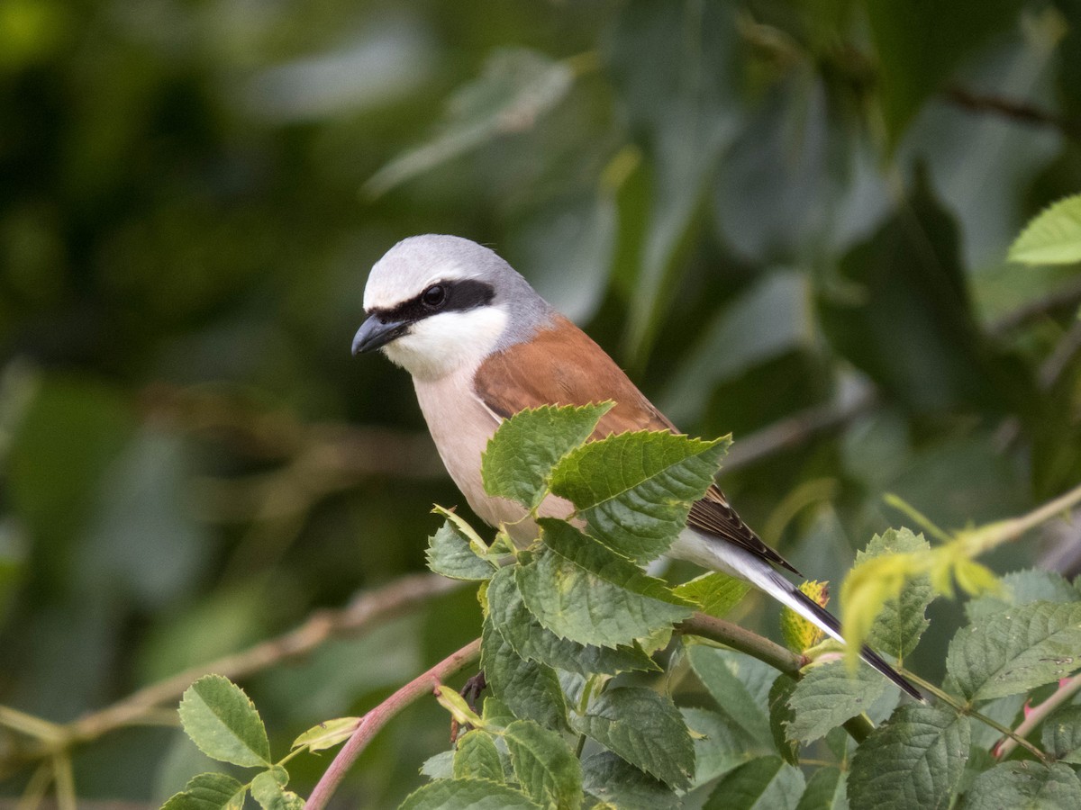 Red-backed Shrike - ML622287167