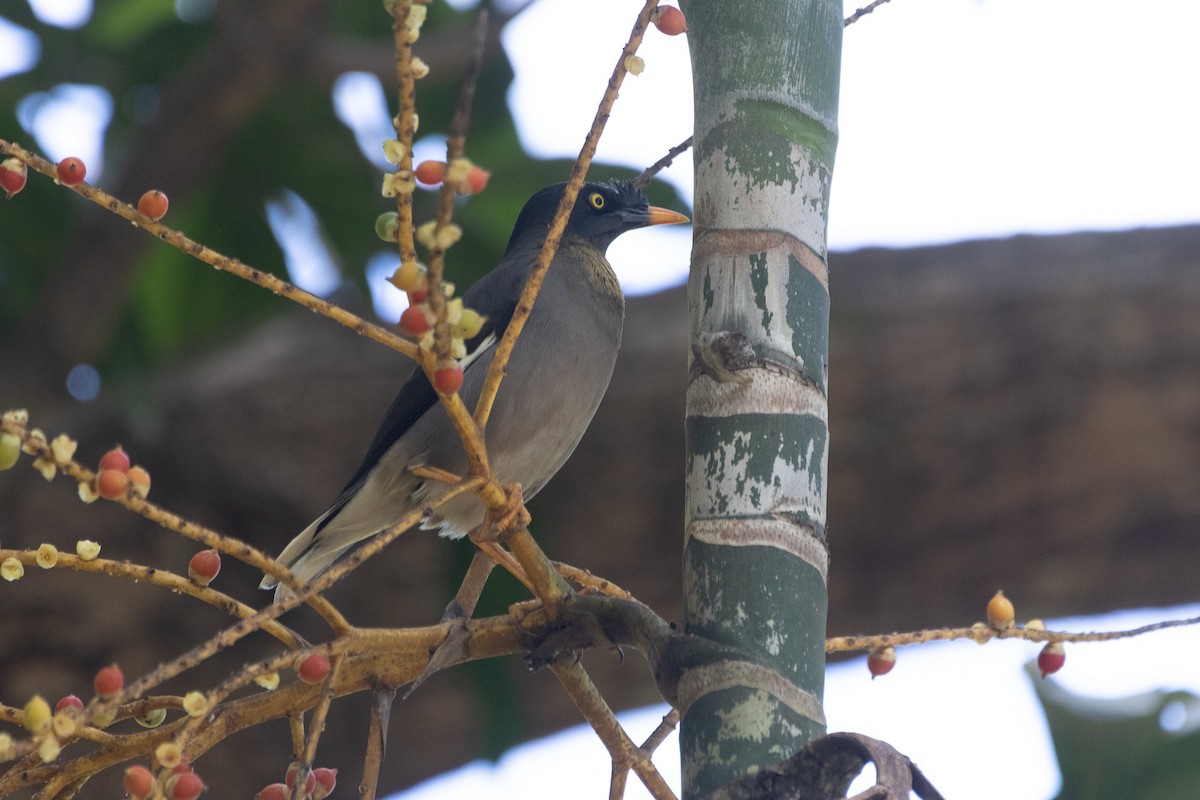 Jungle Myna - Jodhan Fine