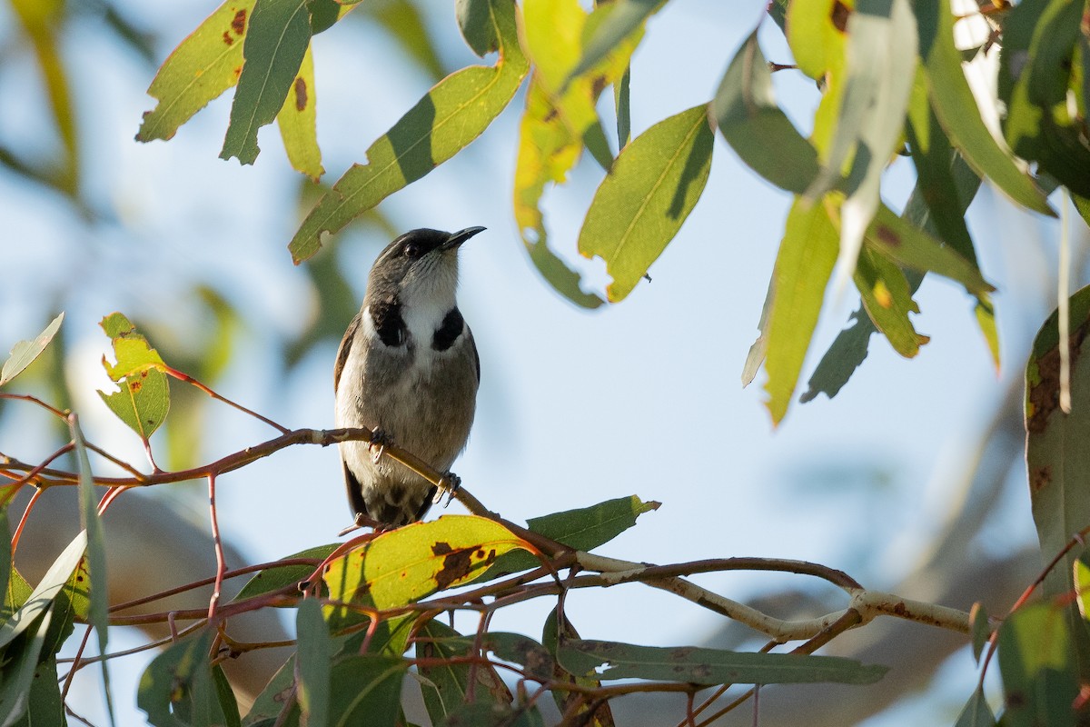 Crescent Honeyeater - ML622287211